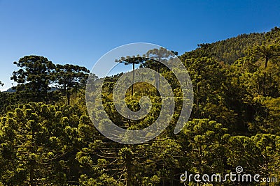 Araucaria tree forest Stock Photo