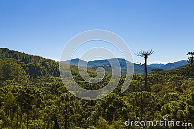 Araucaria tree forest Stock Photo