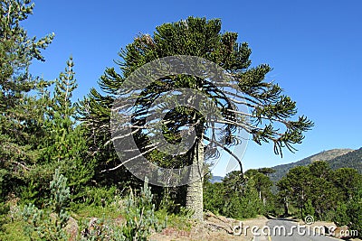 Araucaria tree near the road Stock Photo