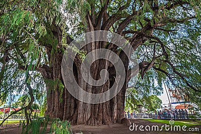 Arbol del Tule, a giant sacred tree in Tule, Oaxaca, Mexico Stock Photo