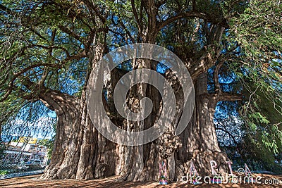 Arbol del tule tree Stock Photo