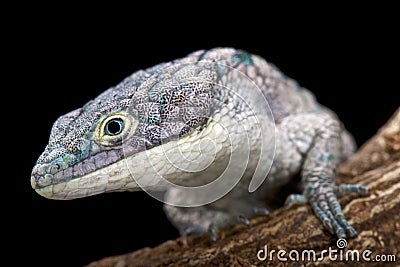 Arboreal alligator lizard (Abronia graminea) Stock Photo