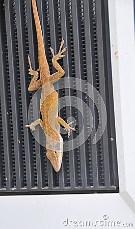 Arboreal Anolis carolinensis - American Chameleon lizard Stock Photo