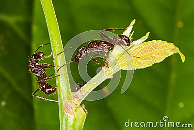 Arboreal ants around tick. Stock Photo
