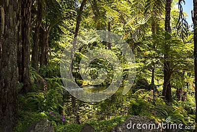 Arboreal area in a Beautiful Garden at Monte above Funchal Madeira Editorial Stock Photo