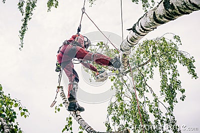 Arborist cuts branches on a tree with a chainsaw Stock Photo