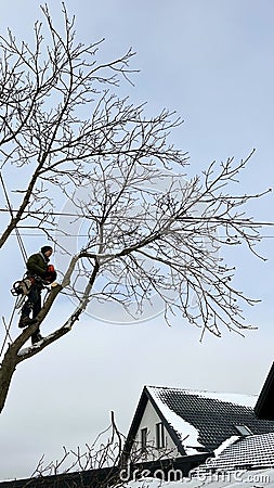 An arborist cuts a tree with a chainsaw in winter Stock Photo