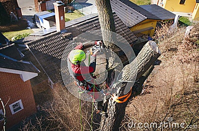 Arborist man cutting a branches with chainsaw and throw on a ground. The worker with helmet working at height on the trees. Lumber Stock Photo