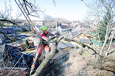 Arborist man cutting a branches with chainsaw and throw on a ground. The worker with helmet working at height on the trees. Lumber Stock Photo