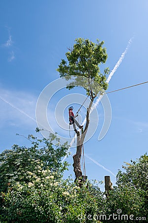 Arborist standing on tall tree stumps Stock Photo