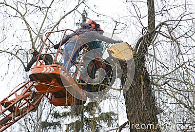 Arborists cut branches of a tree with chainsaw using truck-mounted lift. Kiev, Ukraine Stock Photo
