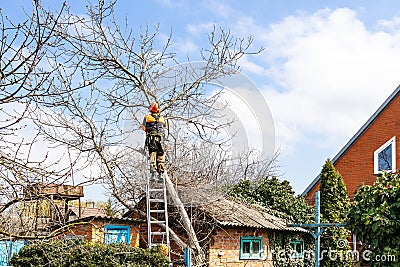 arborists sawing old walnut tree in country yard Stock Photo