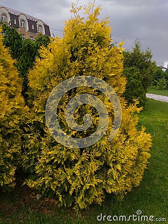 Arborvitae Stock Photo