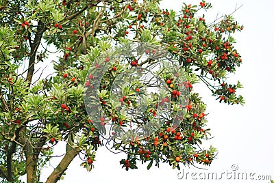 Arbutus Stock Photo