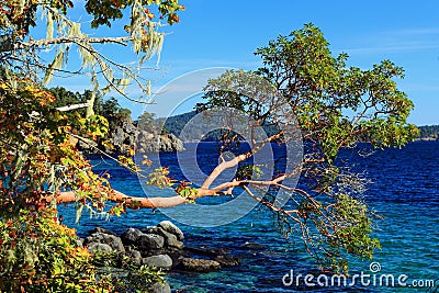 Vancouver Island, Arbutus Tree over Deep Blue Water at East Sooke Park, British Columbia Stock Photo