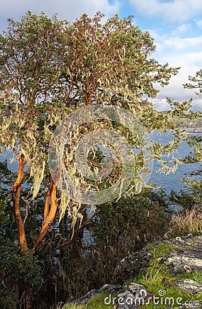 Arbutus tree on rocky coast Stock Photo