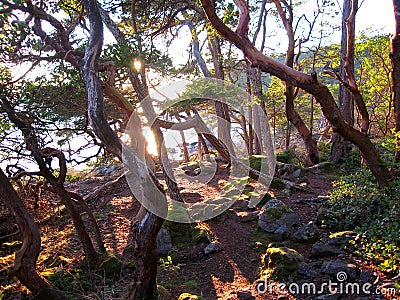 East Sooke Regional Park, Vancouver Island, Arbutus Trees, Arbutus menziesii, in Evening Sun Light, British Columbia, Canada Stock Photo