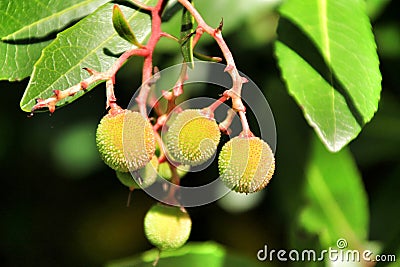 Arbutus Unedo fruits Stock Photo