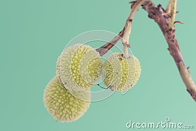 Arbutus unedo madrone fruit of the strawberry tree still green hanging from the pedicle with a texture full of small bumps on a Stock Photo