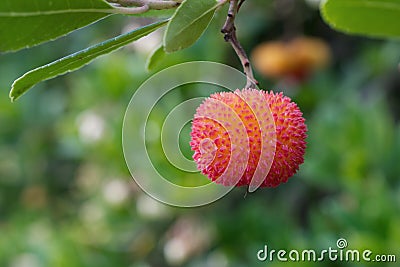 Arbutus unedo strawberry tree fruit Stock Photo