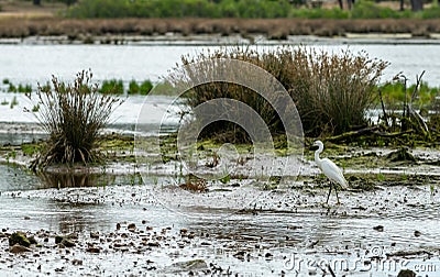 Arcachon Bay, France. Little egret in the salt meadows of La Teste Stock Photo