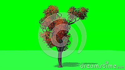 Arce Japonés Del árbol Por El Viento En El Otoño - Pantalla Verde Almacen  De Video - Vídeo de japonés, movimiento: 125917163