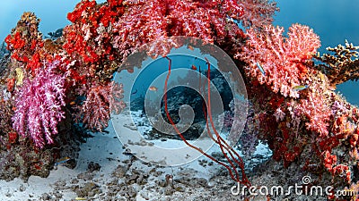 Arch of colorful soft coral reef at Similan National Park, Thailand Stock Photo