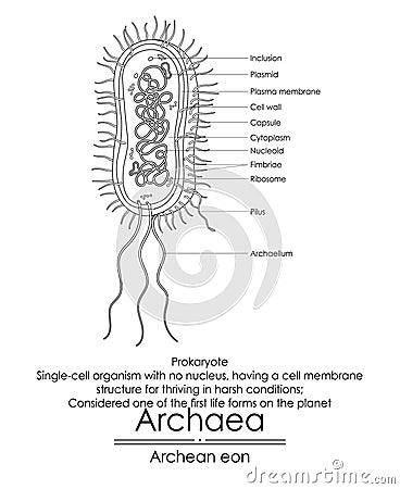 Archaea are considered one of the first life forms Vector Illustration