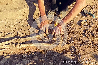 Archaeological excavations. archaeologist with tools conducts research on human burial, skeleton, skull Stock Photo