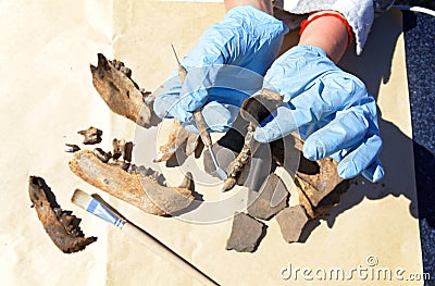 The archaeologist carefully cleans with a scraper a find - part of the bear`s jaw Stock Photo