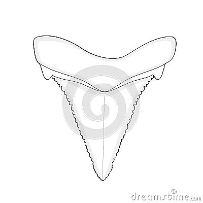 Archaeology, Ichthyology. Tooth shark isolated Object on white background. Cartoon Illustration