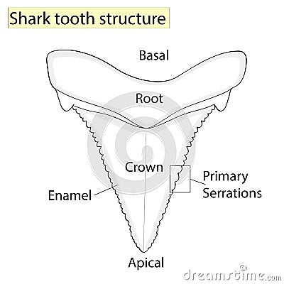 Archaeology, Ichthyology. Structure tooth shark isolated on a white background. Dental, medicine and fish. anatomical Stock Photo