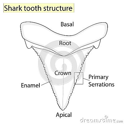 Archaeology, Ichthyology. Structure tooth shark isolated on a white background. Dental, medicine and fish. anatomical Vector Illustration