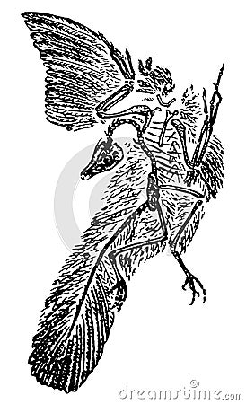 Archaeopteryx Vector Illustration