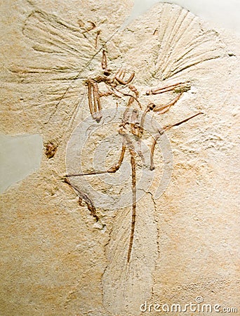 Archaeopteryx Stock Photo