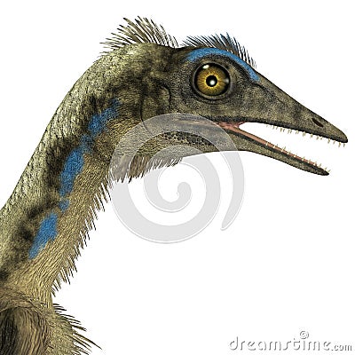 Archaeopteryx Dinosaur Head Stock Photo