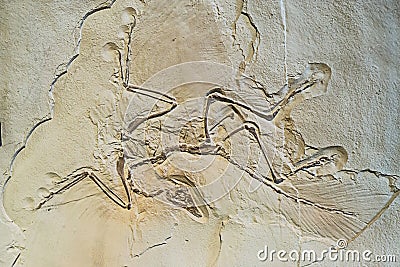 Archaeopteryx fossils Stock Photo