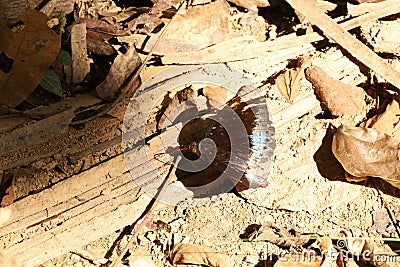 Common archduke on some dried leaves Stock Photo