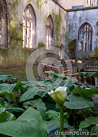 The ruins of St Dunstan in the East Church in the City of London UK. The historic church was bombed and destroyed in WW2. Stock Photo