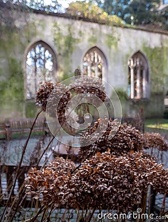 The ruins of St Dunstan in the East Church in the City of London UK. The historic church was bombed and destroyed in WW2. Stock Photo