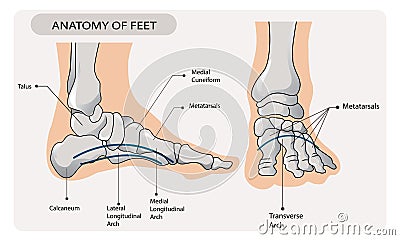 Arches of the feet. Foot skeleton anatomy Cartoon Illustration