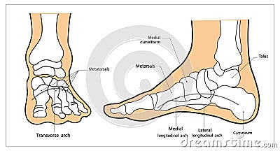 Arches of the feet vector. Foot skeleton anatomy Vector Illustration