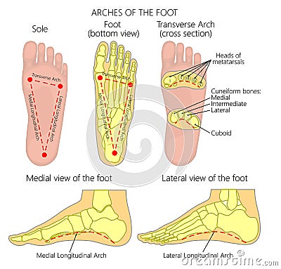 Arches of the foot Vector Illustration