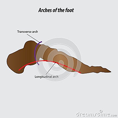 Arches of the foot vector illustration drawing labeled drawing Vector Illustration