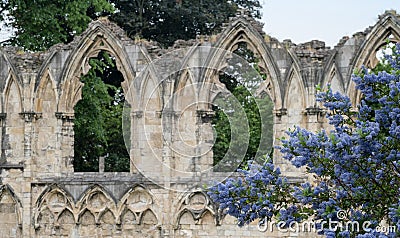 Arches in the ruins of St Mary`s Church in York, UK, with trees in the background and blue ceanothus flowers in the foreground. Editorial Stock Photo