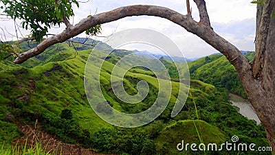 Arching tree as if saying `Welcome!`. Stock Photo