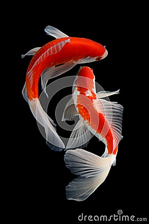 Koi fish Gold isolated on black background Stock Photo