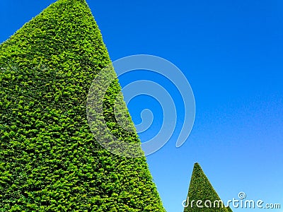 architecture conical hedges tree with beautiful blue sky Stock Photo