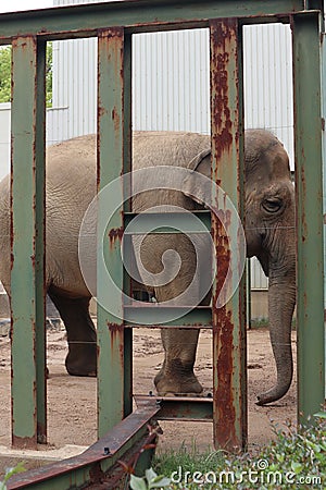 Architecture and Indian Elephant Wildlife Editorial Stock Photo