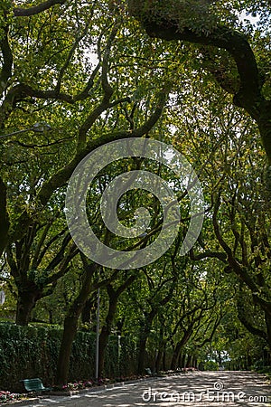Tree Archway Parque da Alameda Spanish Park Galicia Editorial Stock Photo